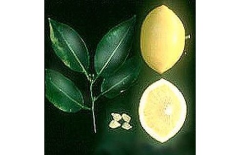 Pamplemoussier (Citrus x paradisii)
