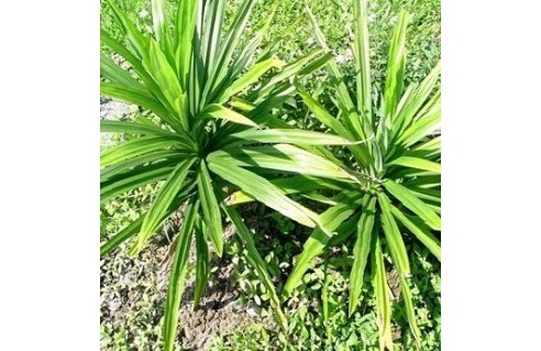 Pandanus (Vaquois) 