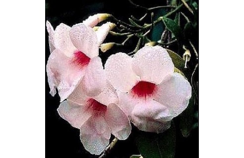 Pandorea (Bignone rose)