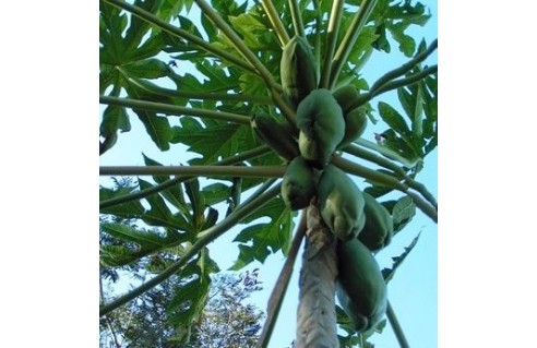 Papaye, Papayer, Arbre aux melons (Carica)