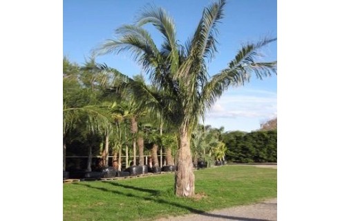 Parajubaea (Cocotier de Bolivie)