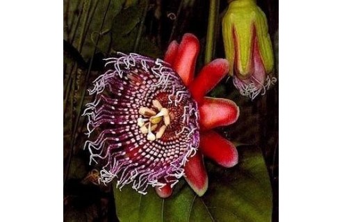 Passiflora (Passiflore - Fruit de la Passion)