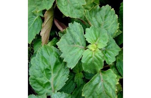 Patchouli (Pogostemon)