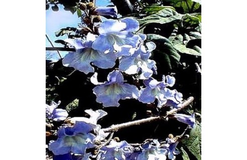 Paulownia (Arbre impérial)