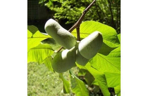 Paw Paw, Asiminier (Asimina)