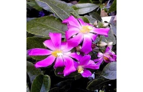 Pereskia (Cactus à feuilles)