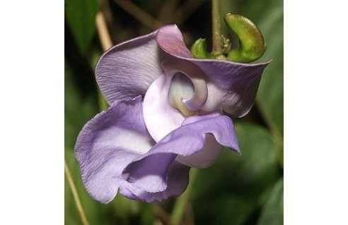 Phaseolus (Vigne escargot)