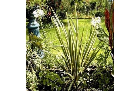 Phormium (Lin de Nouvelle-Zélande)
