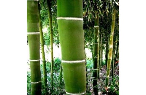 Phyllostachys (Bambous géants à tiges jaunes, noires ou vertes)
