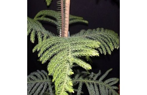Pin de Norfolk, Sapin d'intérieur, Sapin d'appartement, (Araucaria)