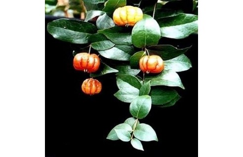 Pitanga, Cerisier de Cayenne (Eugenia)