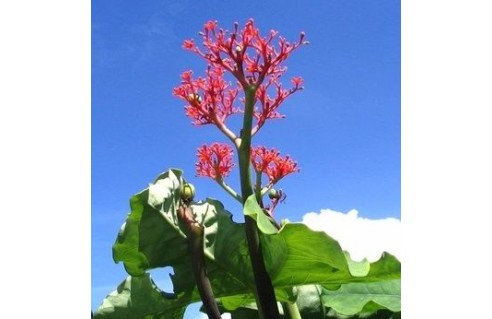 Plante bouteille, Médicinier, Pignon d'Inde (Jatropha)
