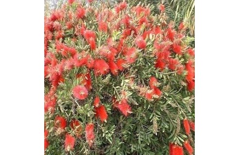 Plante goupillon, Rince bouteille (Callistemon)