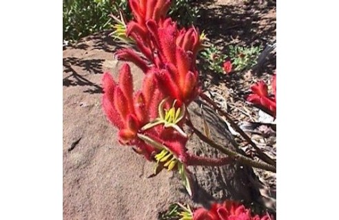 Plante Kangourou (Anigozanthos)