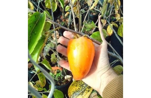 Plaqueminier, Kaki (Diospyros)