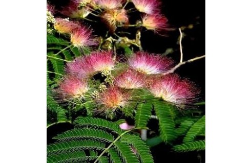 Acacia de Constantinople, Arbre de soie (Albizia)