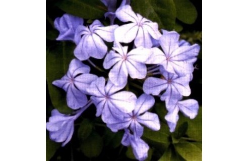 Plumbago (Dentelaire du Cap)