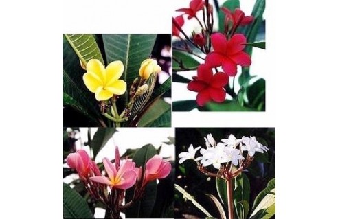 Plumeria (Frangipaniers)