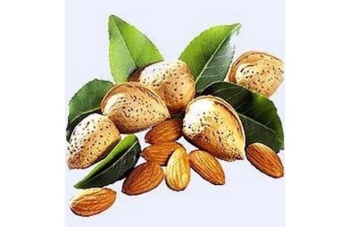 Prunus (Amandier)