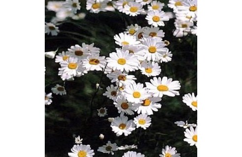Pyrèthre (Tanacetum)