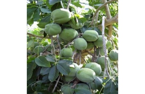 Pomme mexicaine