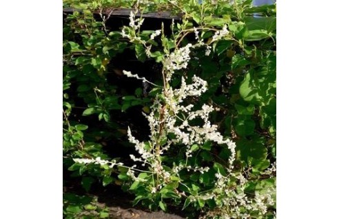 Renouée d'aubert ou de Chine (Fallopia)