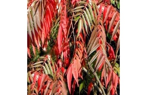 Rhus (Sumac de Virginie à feuilles découpées) 