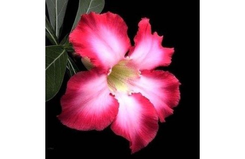 Rose du désert (Adenium)