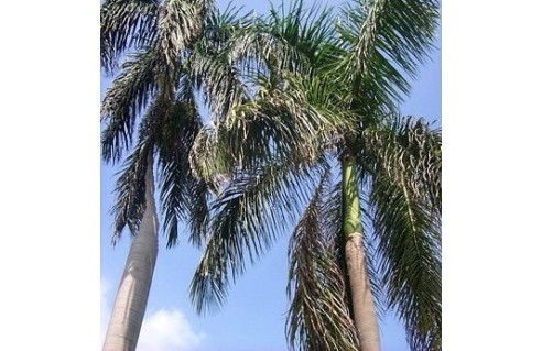 Roystonea (Palmier royal de Cuba)