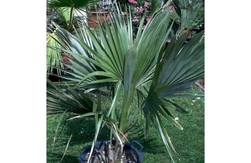 Sabal (Palmetto)