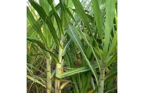Saccharum (Canne à sucre) 