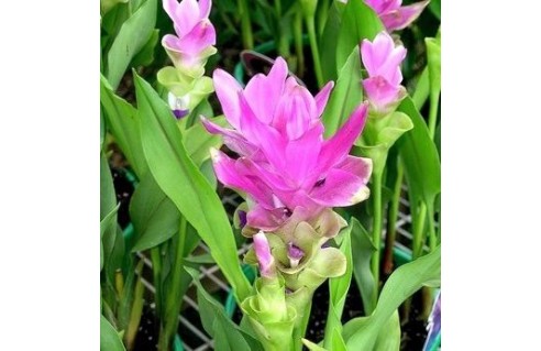 Safran des Indes (Curcuma)