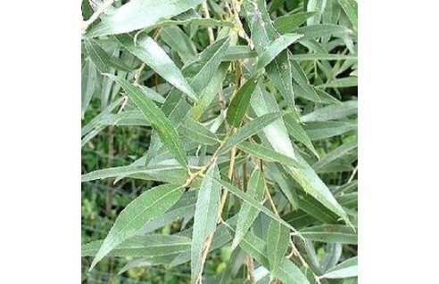 Salix (Saule) 