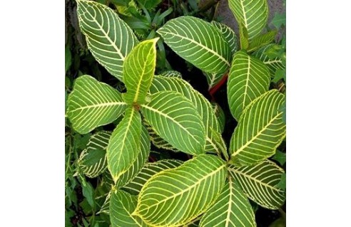 Sanchezia