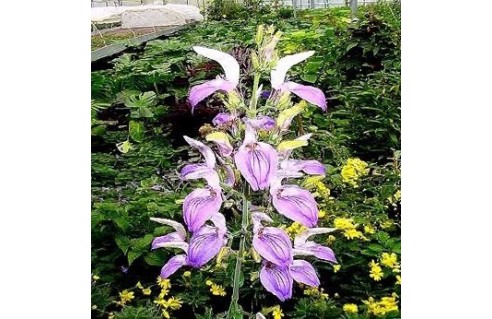 Sauge tropicale (Brillantaisia)
