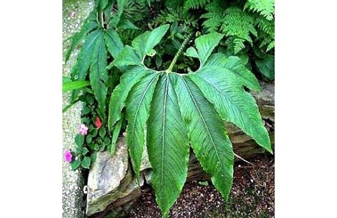 Sauromatum (Sauromatum)