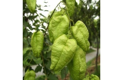 Savonnier (Koelreuteria)