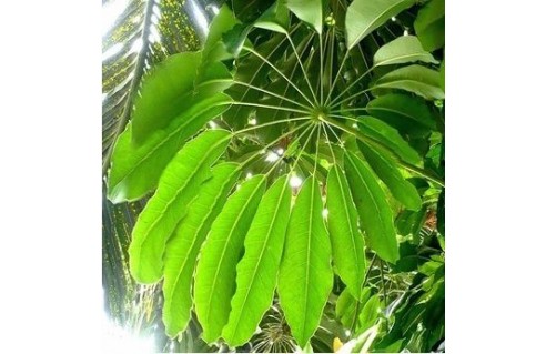 Schefflera (Arbre ombrelle)