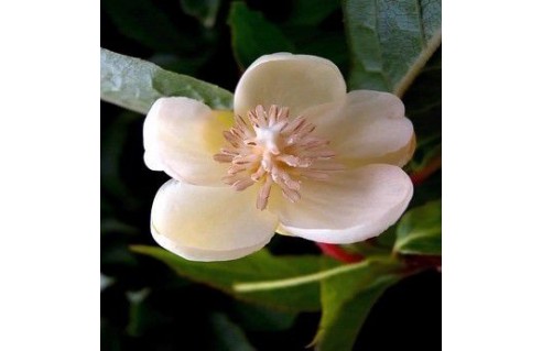 Schisandra