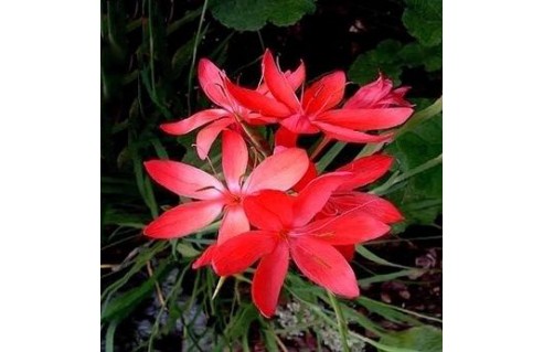 Schizostylis (Lis des Cafres, Glaïeul écarlate) 