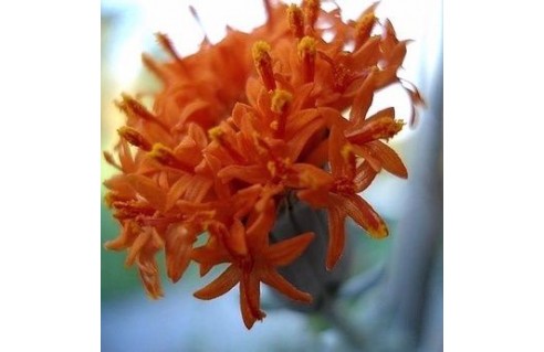 Senecio (Séneçon)