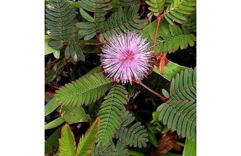 Sensitive (Mimosa)