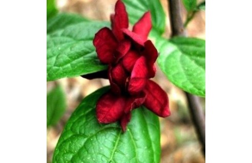 Sinocalycalycanthus