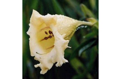 Solandra (Solandre - Liane trompette - Liane Abricot)
