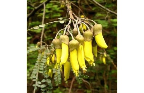 Sophora (Kowhai)