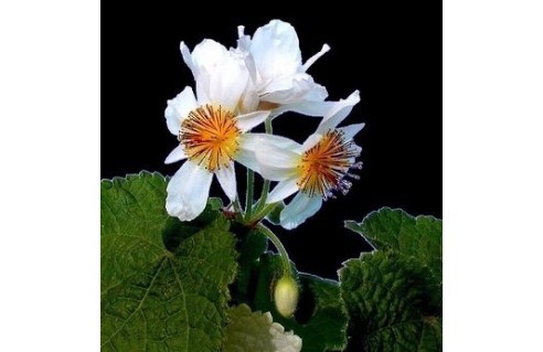 Sparrmannia (Tilleul d'appartement) 