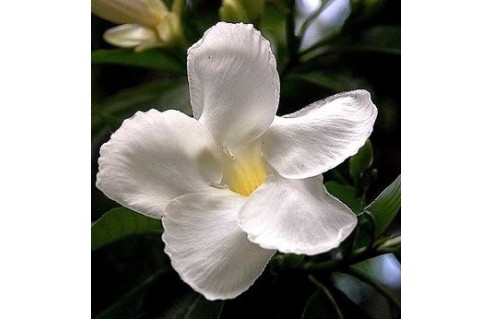 Stemmadenia (Milky Way Tree)