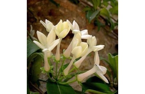 Stephanotis (Jasmin de Madagascar)
