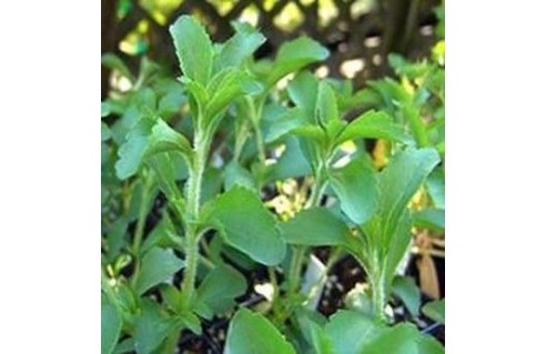 Stevia (Plante sucrante)