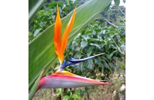 Strelitzia (Oiseau du Paradis)
